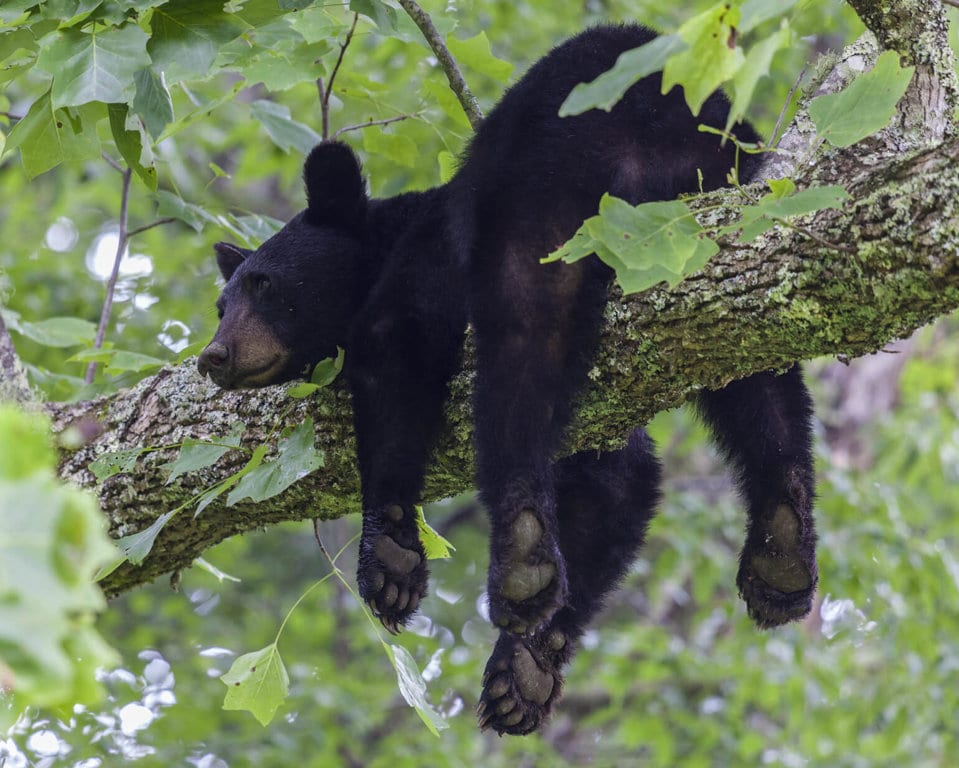 The Danger of Black Bears